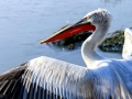 Dalmatian Pelican