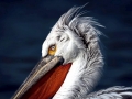 Dalmatian Pelican