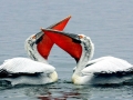 Dalmatian Pelican