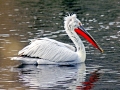 Dalmatian Pelican