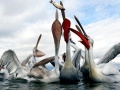Dalmatian Pelican