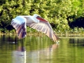 Dalmatian Pelican