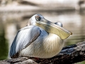 Dalmatian Pelican