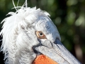 Dalmatian Pelican