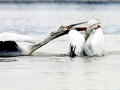 Dalmatian Pelican