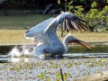 Dalmatian Pelican