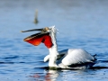 Dalmatian Pelican