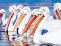 Dalmatian Pelican