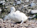 Dalmatian Pelican