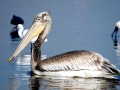 Dalmatian Pelican