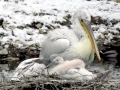 Dalmatian Pelican