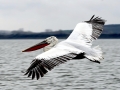 Dalmatian Pelican
