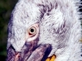 Dalmatian Pelican