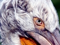 Dalmatian Pelican