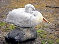 Dalmatian Pelican