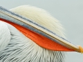 Dalmatian Pelican