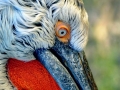 Dalmatian Pelican