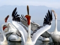 Dalmatian Pelican