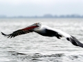 Dalmatian Pelican