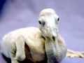 Dalmatian Pelican