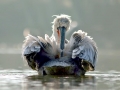 Dalmatian Pelican