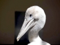 Dalmatian Pelican