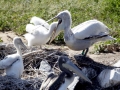 Dalmatian Pelican