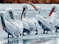 Dalmatian Pelican
