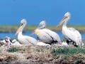 Dalmatian Pelican