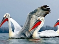 Dalmatian Pelican