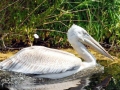Dalmatian Pelican