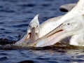 Dalmatian Pelican