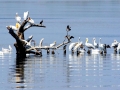 Dalmatian Pelican