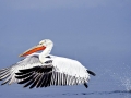 Dalmatian Pelican