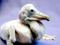 Dalmatian Pelican