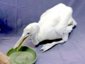 Dalmatian Pelican