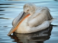 Dalmatian Pelican