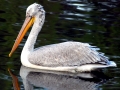 Dalmatian Pelican