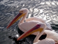 Dalmatian Pelican