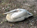 Dalmatian Pelican