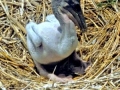 Dalmatian Pelican