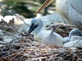 Dalmatian Pelican