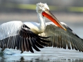 Dalmatian Pelican