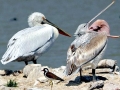 Dalmatian Pelican