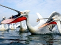 Dalmatian Pelican