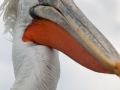 Dalmatian Pelican