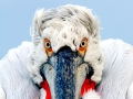 Dalmatian Pelican