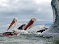 Dalmatian Pelican