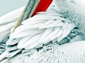 Dalmatian Pelican