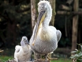 Dalmatian Pelican